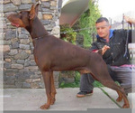 Small #15 Doberman Pinscher