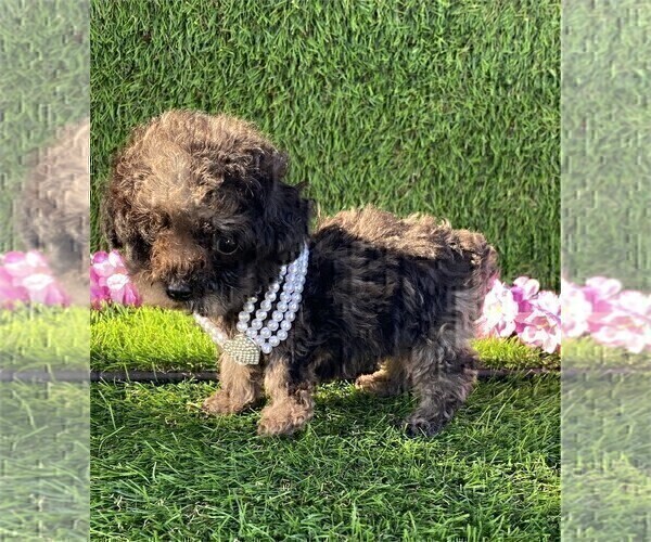 Medium Photo #7 Poodle (Toy) Puppy For Sale in TAMPA, FL, USA