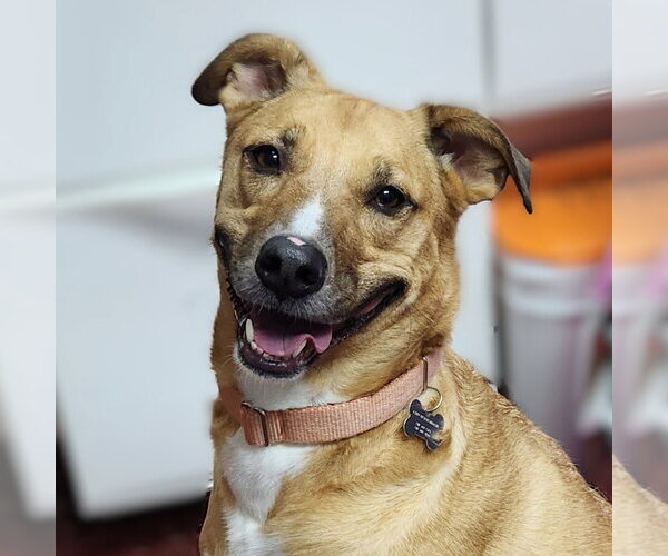 Medium Photo #43 Mutt Puppy For Sale in Fargo, ND, USA