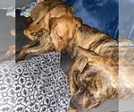 Small #12 Mountain Cur Mix