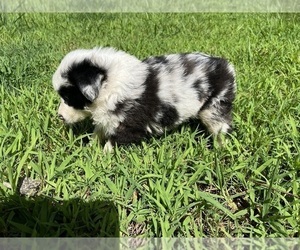 Australian Shepherd Puppy for sale in BURLINGTON, NC, USA