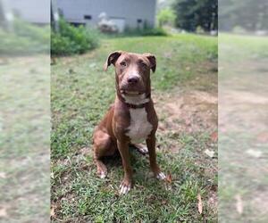 Clarey - Female Mutt Dog for Adoption - Photo #14