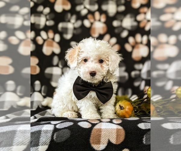 Medium Photo #2 Bichpoo Puppy For Sale in LINCOLN UNIVERSITY, PA, USA