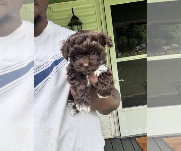 Medium Photo #8 YorkiePoo Puppy For Sale in VANCEBURG, KY, USA