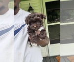 Small Photo #8 YorkiePoo Puppy For Sale in VANCEBURG, KY, USA