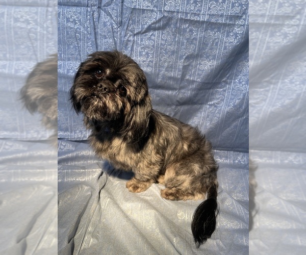 Medium Photo #1 Shih Tzu Puppy For Sale in NEW BOSTON, TX, USA