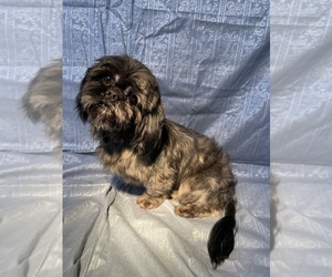 Father of the Shih Tzu puppies born on 07/10/2025