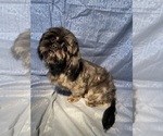 Small Photo #1 Shih Tzu Puppy For Sale in NEW BOSTON, TX, USA