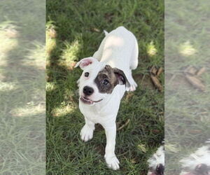 Mutt Dogs for adoption in Phoenix, AZ, USA