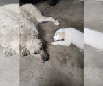 Small #3 Great Pyrenees