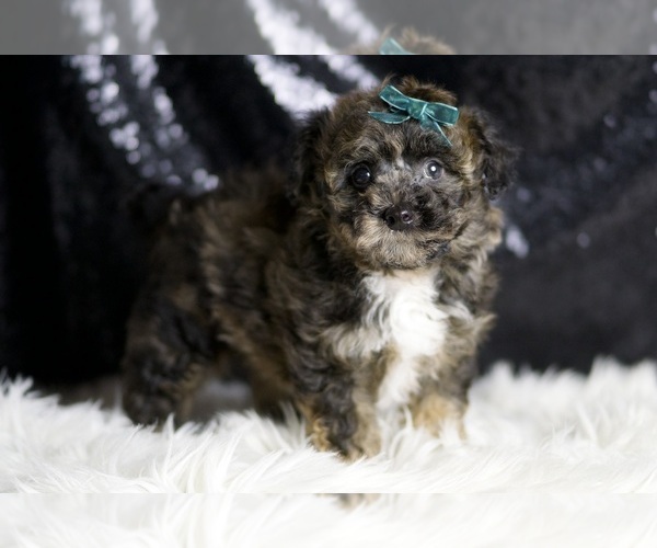 Medium Photo #3 Poodle (Toy) Puppy For Sale in WARSAW, IN, USA