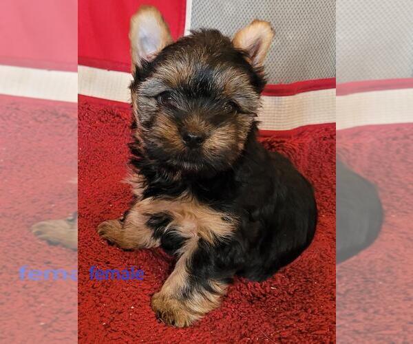 Medium Photo #1 Yorkshire Terrier Puppy For Sale in CONKLIN, NY, USA
