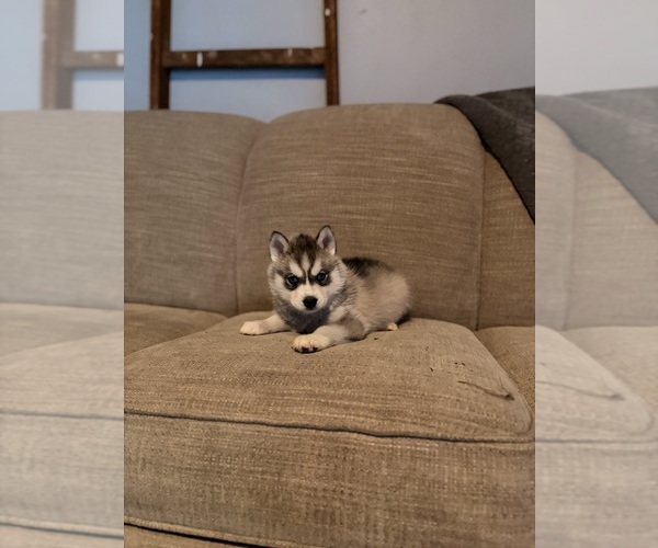 Medium Photo #3 Siberian Husky Puppy For Sale in ALTON, IL, USA