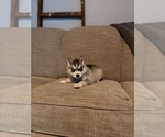 Small #2 Siberian Husky