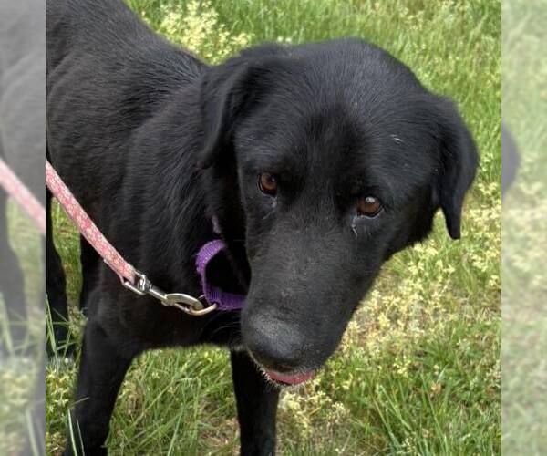 Medium Photo #2 Mutt Puppy For Sale in Rustburg, VA, USA