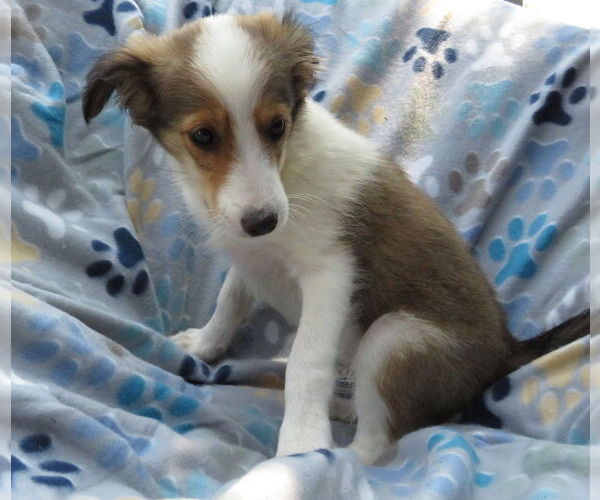 Medium Photo #4 Mutt Puppy For Sale in Grovertown, IN, USA