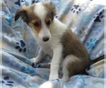 Small #3 Mutt