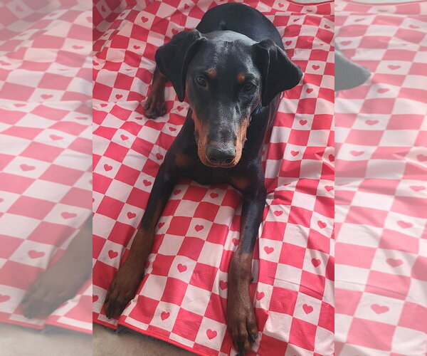 Medium Photo #3 Doberman Pinscher Puppy For Sale in Minneaoplis, MN, USA