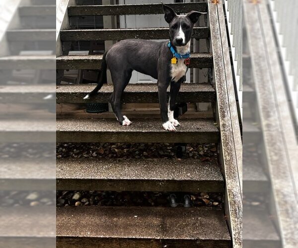 Medium Photo #25 American Pit Bull Terrier-Unknown Mix Puppy For Sale in Rockaway, NJ, USA