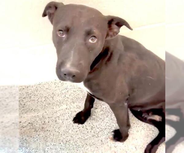 Medium Photo #4 Labrador Retriever-Staffordshire Bull Terrier Mix Puppy For Sale in Houston, TX, USA
