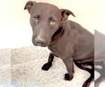 Small #3 Labrador Retriever-Staffordshire Bull Terrier Mix