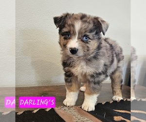 Miniature Australian Shepherd Puppy for sale in MILTON, WI, USA