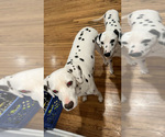 Small Photo #1 Dalmatian Puppy For Sale in DECATUR, GA, USA