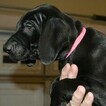 Small Photo #4 Vizsla-Weimaraner Mix Puppy For Sale in MILLBROOK, AL, USA