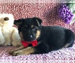 Small #1 German Shepherd Dog