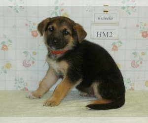 German Shepherd Dog Puppy for sale in CAINSVILLE, MO, USA