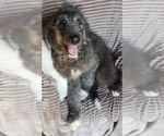 Puppy 7 Aussiedoodle