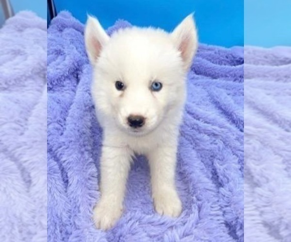 Medium Photo #3 Siberian Husky Puppy For Sale in SANDY HOOK, KY, USA