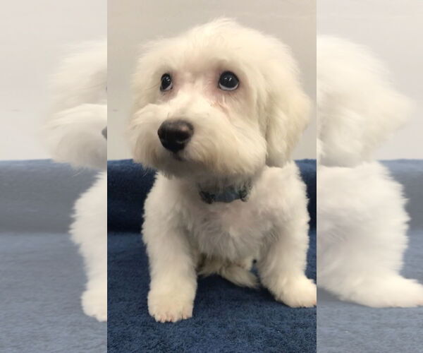 Medium Photo #6 Bichon Frise Puppy For Sale in Lincolnwood, IL, USA