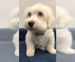 Small #5 Bichon Frise