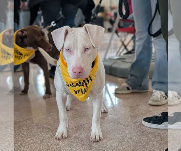 Medium Photo #1 Mutt Puppy For Sale in Brooklyn Center, MN, USA