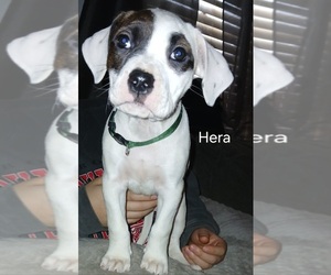 Medium American Staffordshire Terrier