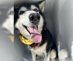 Siberian Husky Dogs for adoption in Houston, TX, USA