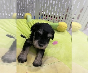 Schnauzer (Miniature) Puppy for sale in TAMPA, FL, USA