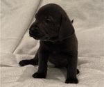 Puppy Charcoal Lab Labrador Retriever