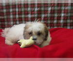Small #1 Zuchon