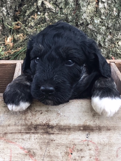Medium Photo #1 Aussiedoodle Puppy For Sale in ODIN, IL, USA