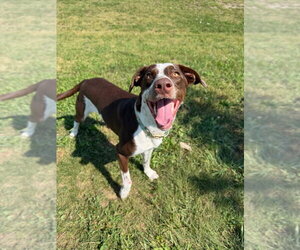 Maybel - Female Pointer-Unknown Mix Dog for Adoption - Photo #2