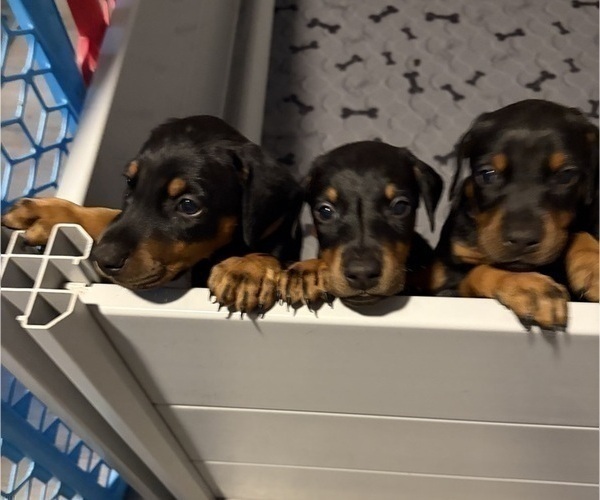 Medium Photo #5 Doberman Pinscher Puppy For Sale in CHEPACHET, RI, USA