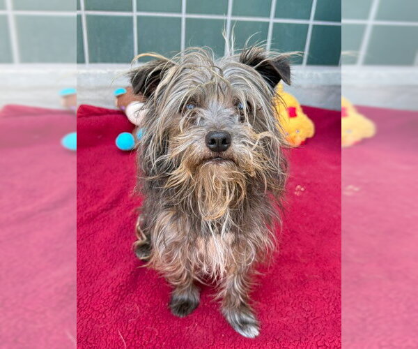 Medium Photo #2 Cairn Terrier Puppy For Sale in Rancho Cucamonga, CA, USA