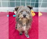 Small #1 Cairn Terrier