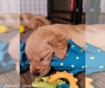 Small Photo #36 Golden Retriever Puppy For Sale in SAINT LOUIS, MO, USA