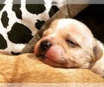 Small Photo #10 Chihuahua-Unknown Mix Puppy For Sale in Dana Point, CA, USA