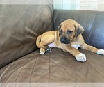 Small Photo #11 Rhodesian Ridgeback Puppy For Sale in KELLER, TX, USA