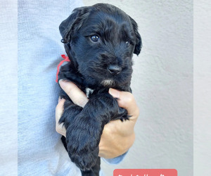 Goldendoodle Puppy for sale in CONCORD, CA, USA