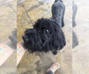Medium Schnauzer (Giant)